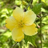 ヤマブキ,ヤマブキ,鉢植え,花壇,玄関先の画像