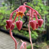 チワワエンシス,多肉植物,鉢植え,葉挿し,ダイソーの画像