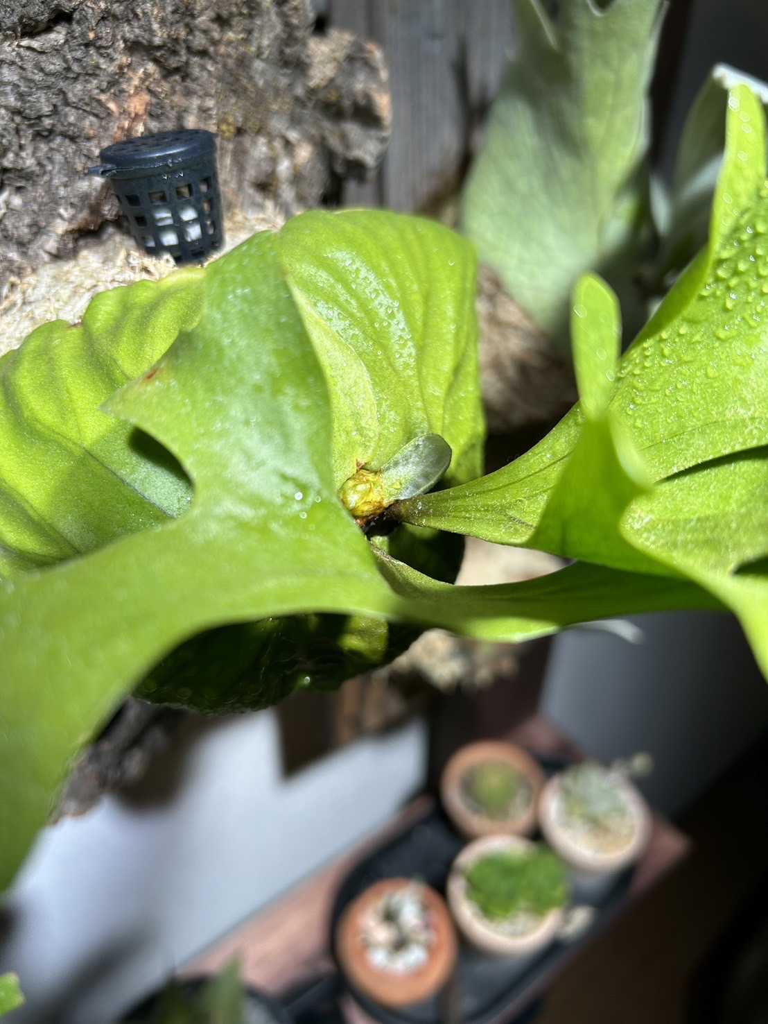 リドレイの成長について ビカクシダの森