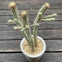 白樺キリン,多肉植物,子株,鉢植え,開花の画像