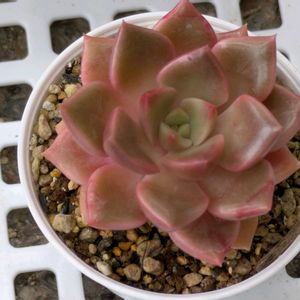寄せ植え,多肉植物,葉挿し,リメ缶,多肉寄せ植えの画像
