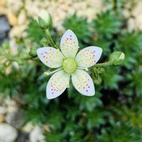 シコタンソウ,鉢植え,開花,お花,ネコ好きの画像