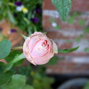 クヌギ,ブルーベリー,コロキア,ダフネ,観葉植物の画像