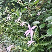 イトソマ,春の庭,私の癒し,お花のある暮らし,お花のリレーの画像