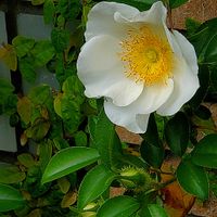 アセビ,ガーベラ,ナニワイバラ,リキュウバイ,オステオスペルマムの画像