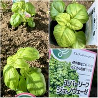 バジル,癒し,良い香り,はるが来た！,緑の葉の画像