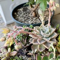 多肉,多肉,多肉植物の寄植え,多肉植物の寄植え,多肉植物 寄せ植えの画像