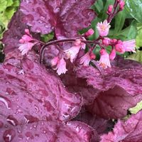 鉢植え,タネ,GSのみなさんに感謝♡,❤️いいね、ありがとう,差し木の画像
