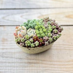 多肉植物,盆栽鉢,ちまちま寄せ,山梨県,山梨タニラーの画像