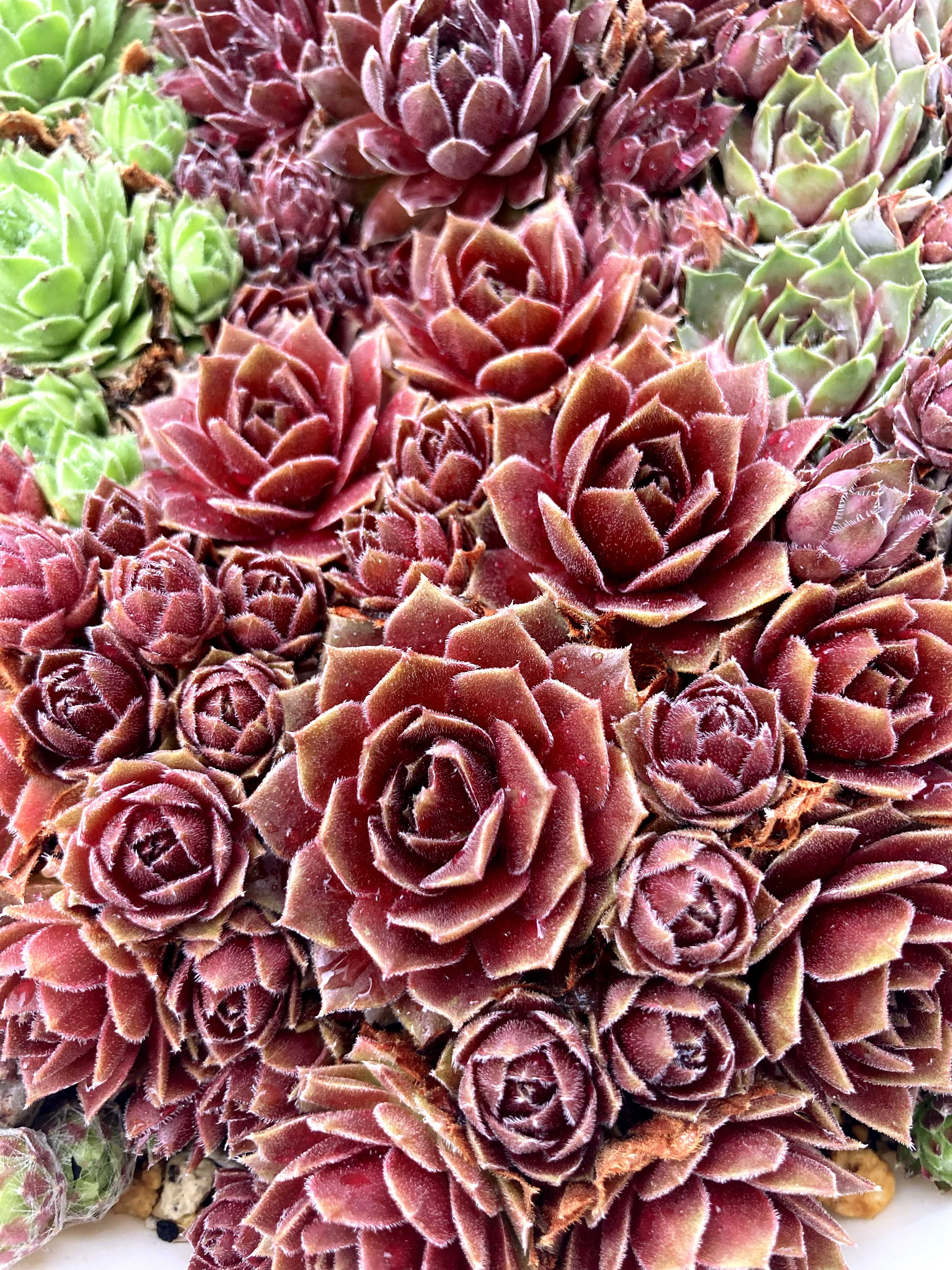 センペルビウム　パシフィックレッドローズ 楽天市場】【多肉植物】センペルビウム 'パシフィックレッド