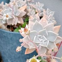 朧月,多肉のお花,多肉大好き,玄関アプローチの画像
