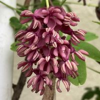 アケビ,アケビ,花壇,ガーデニング,つる性植物の画像