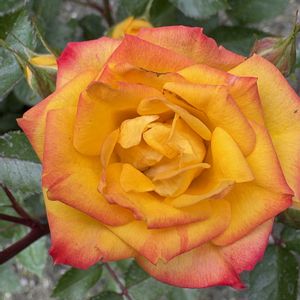 バラ,バラ,薔薇,薔薇ハッピーマザーズデイ,薔薇ハッピーマザーズデイの画像