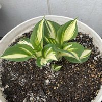 ギボウシ（ホスタ）,ホスタ(ファイヤーアンドアイス),鉢植え,緑が好きの画像