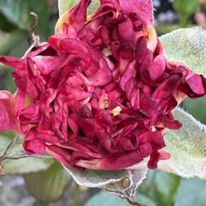 バラ,薔薇,スプレーバラ・#紅華美,薔薇(紅華美),薔薇(紅華美)の画像