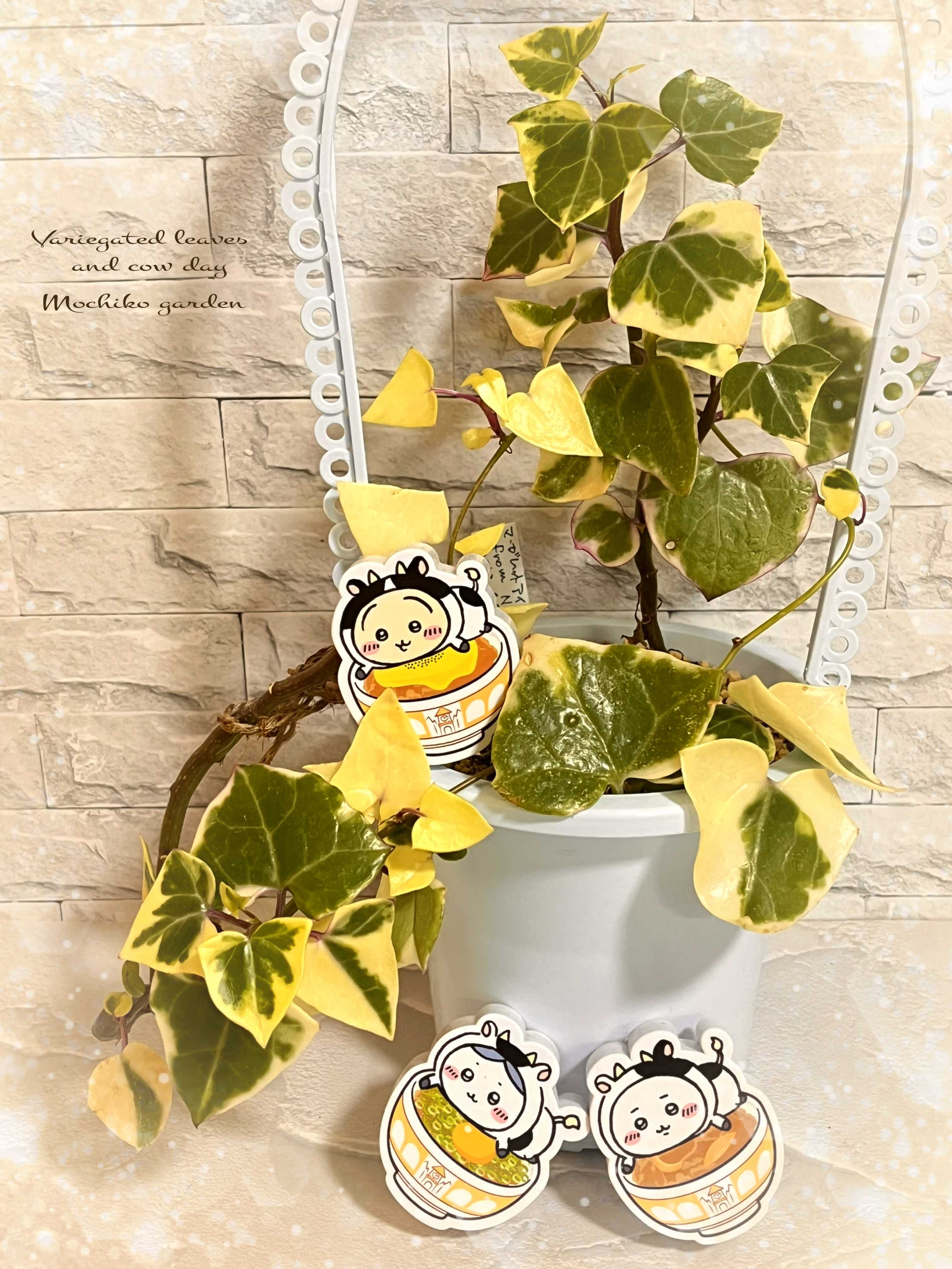 斑入りマーガレットアイビー 逆斑親株から斑なしカット約55cm発根済み 多肉