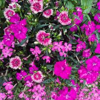 シレネ,ナデシコ,ナデシコ,鉢植え,お花のある暮らしの画像