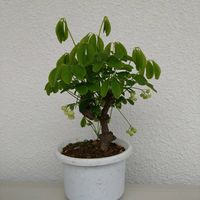 白アケビ,白アケビ,鉢植え,挿し木,アケビ開花の画像