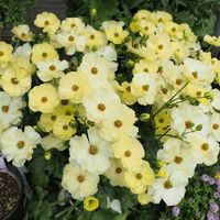 ラナンキュラス　ラックス,鉢植え,マイガーデンの画像