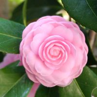 乙女椿,鉢植え,ガーデニングの画像