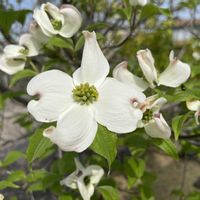 ハナミズキ,シンボルツリー,今年も咲きました,庭の花水木の画像