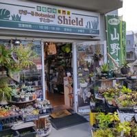多肉植物,ウラボシ科,ビカクシダ属,食中植物,塊根の画像