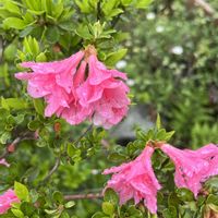 皇帝ダリア,皇帝ダリア,ランタナ,ランタナ,サツキの画像