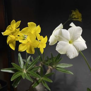 グラキリス,パキポディウム・グラキリス,パキポディウム・レウコキサンツム,パキポディウム・レウコキサンツム,パキポディウム 白花恵比寿笑の画像