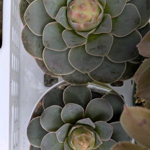 寄せ植え,多肉植物,葉挿し,リメ缶,多肉寄せ植えの画像