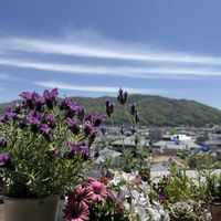 レースラベンダー,フレンチラベンダー,オスぺオスペルマム,多肉植物寄せ植え,ガーデニングの画像