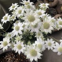 フランネルフラワー,天使のウィンク,お花,可愛いお花,植物大好きの画像