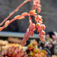 多肉植物,大好き,多肉花芽,かわいい♡,晴れの画像