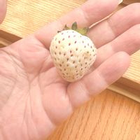 イチゴ,水耕栽培,サントリー本気野菜の画像