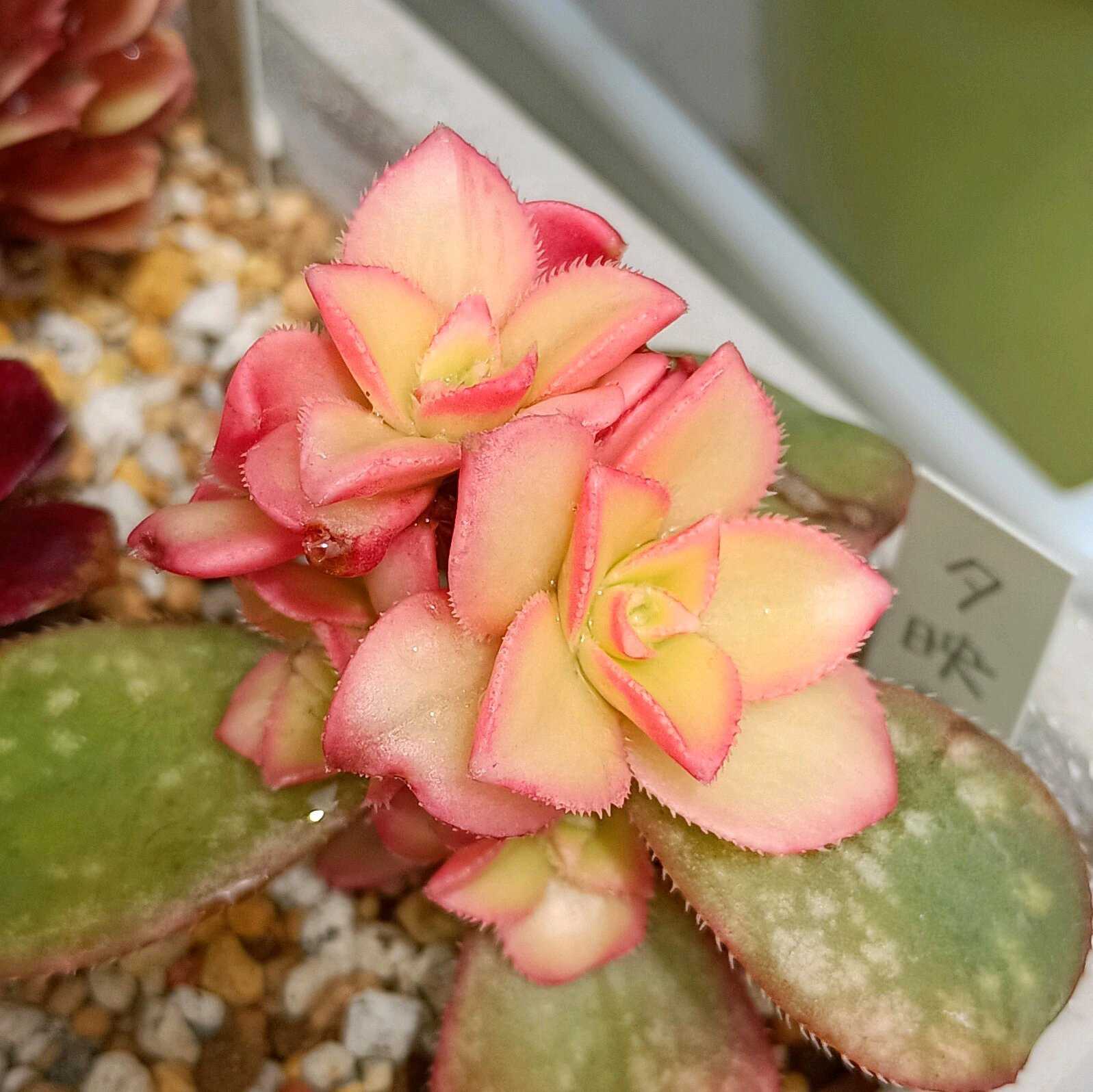 多肉植物 新種❤️ 超大株 香姫❤️ アエオニウム根付き