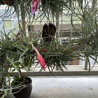 エアプランツ,観葉植物,花のある暮らし,ベランダの画像