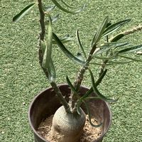 パキポディウム,パキポディウム・サキュレンタム,塊根植物,コーデックス,花のある暮らしの画像