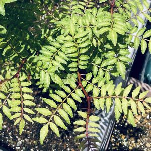 イチゴ,イチゴ,木の芽(サンショウ),癒される,元気もらえるの画像