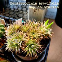クロランサ,デウテロコニア・クロランサ,デウテロコニア ブレビフォリア クロランサ,ユーフォルビア・ギラウミニアナ,Deuterocohnia brevifolia ssp. chloranthaの画像