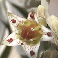 朧月,かわいい,花のある暮らし,花盛り,朧月の花♡の画像