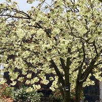 アロニア,ライラック,梨の花,鬱金桜（うこんざくら）,さくら 桜 サクラの画像