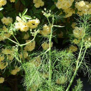 フェンネル,ウイキョウ,観察,ハーブ,観察日記の画像
