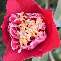 ツバキ,椿・式部,花のある暮らし,おうち園芸,小さな庭の画像