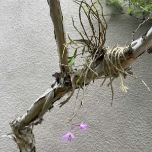 セッコク,セッコク・万里紅,山野草,放置栽培,神奈川県の画像