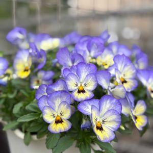 パンジー,花のある暮らし,玄関先アプローチ,パンビオ,ハンギングの画像