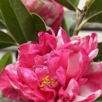 ツバキ,椿アンティシペーション・バリエガータ,美しい,花のある暮らし,おうち園芸の画像