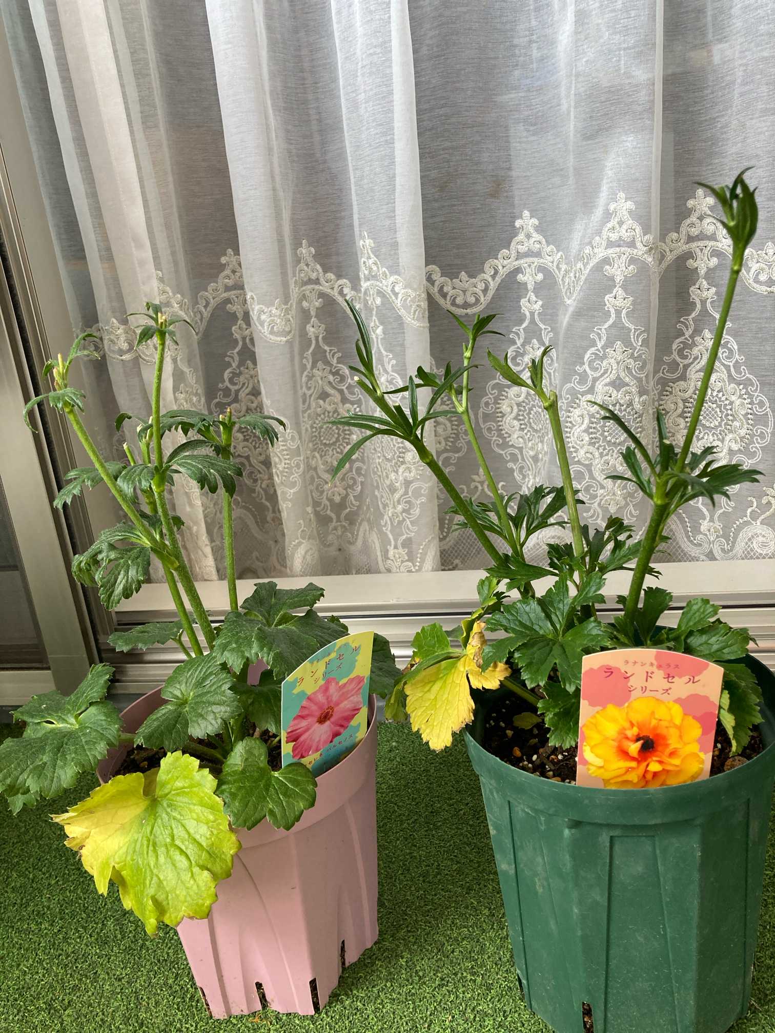 PR ラナンキュラス ラックス ランドセルモニター 三ツ星品質モニター