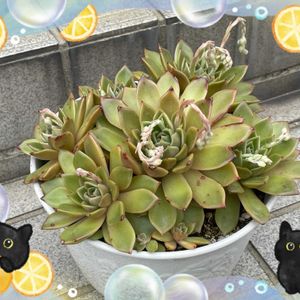 アガボイデス ミラ,かわいい,くるりん,花芽祭り,花芽がたくさんの画像