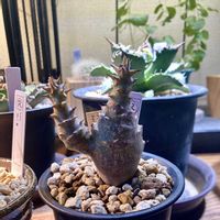 パキポディウム・ウィンゾリー,パキポディウム バロニー,パキポディウム バロニー ウィンゾリー,多肉植物,塊根植物の画像