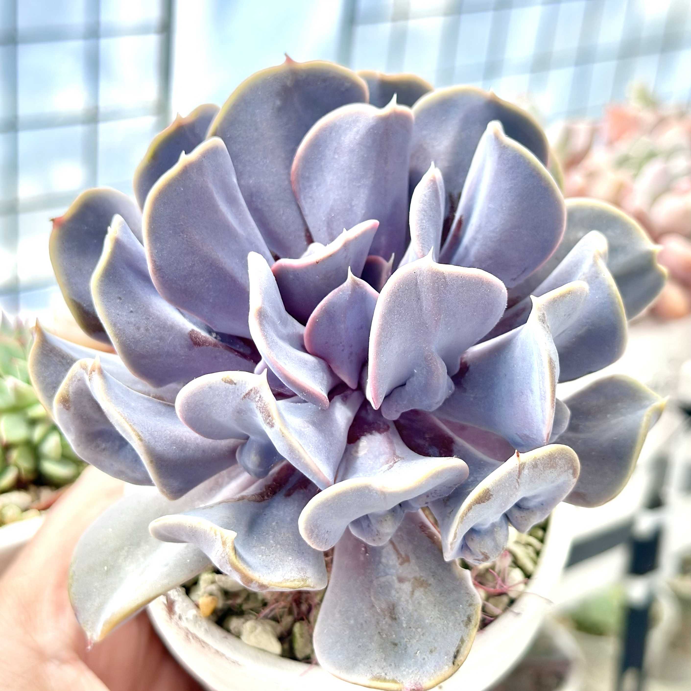 【激レア@4780】ヴァルキュリートランペット(コブエケ)大苗 ヴァルキリーエトランペット | 多肉植物 豆彦商店