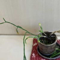 ラセンイの画像